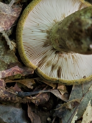 Lactarius atroviridis