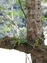 Telipogon williamsii