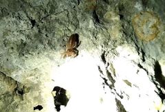 Gylippus cyprioticus
