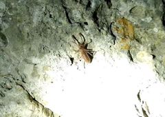 Gylippus cyprioticus