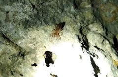 Gylippus cyprioticus