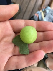 Atrusca quercuscentricola