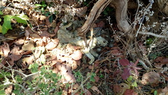 Felis lybica ornata