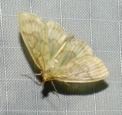 Crocidophora serratissimalis