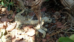 Felis lybica ornata
