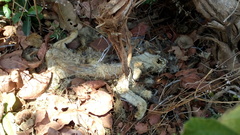 Felis lybica ornata
