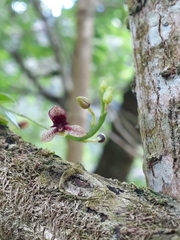 Telipogon williamsii