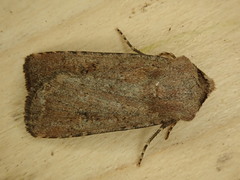 Euxoa aequalis