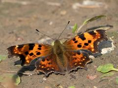 Polygonia c-album