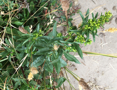 Solidago spathulata