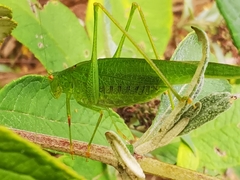 Phaneroptera