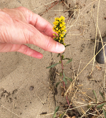 Solidago spathulata
