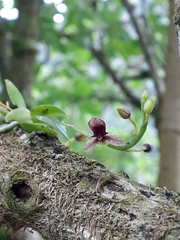 Telipogon williamsii