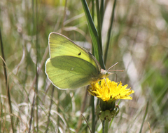 Colias alexandra
