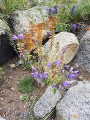 Dracocephalum olchonense