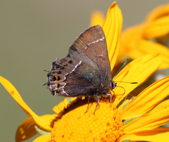 Callophrys spinetorum