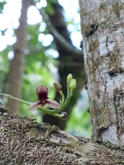 Telipogon williamsii