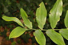 Polygonatum × hybridum