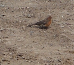 Haemorhous mexicanus