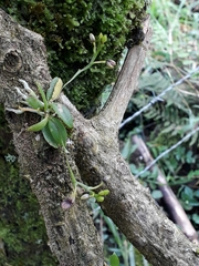 Telipogon williamsii