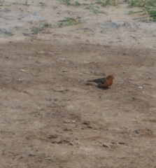 Haemorhous mexicanus