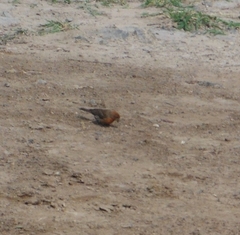 Haemorhous mexicanus