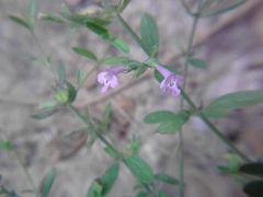 Hedeoma reverchonii