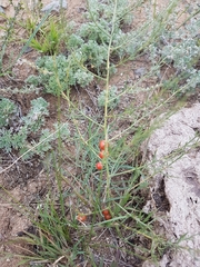 Asparagus burjaticus