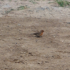 Haemorhous mexicanus