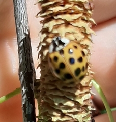 Harmonia axyridis