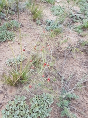 Asparagus burjaticus