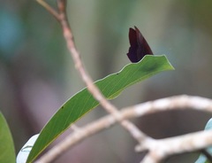 Abisara saturata