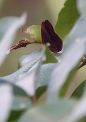 Abisara saturata