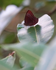Abisara saturata