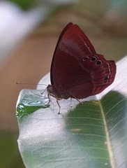 Abisara saturata