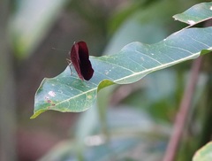 Abisara saturata