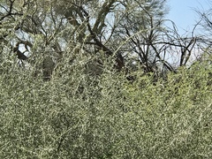 Sarcomphalus obtusifolius canescens