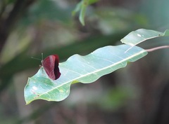 Abisara saturata