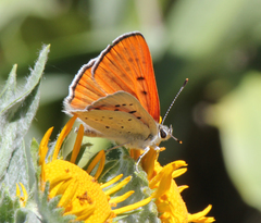 Tharsalea rubidus ferrisi