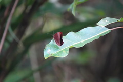 Abisara saturata