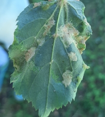 Eriophyes exilis