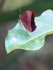 Abisara saturata