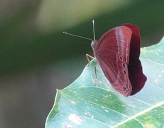 Abisara saturata