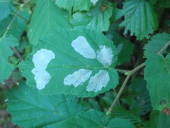 Phyllonorycter coryli