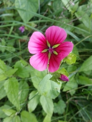 Malope trifida