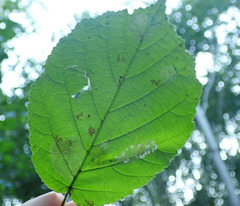 Phyllonorycter coryli