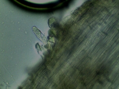 Inocybe erinaceomorpha