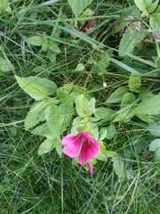 Malope trifida