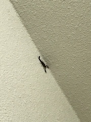 Pseudouroctonus reddelli