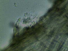 Inocybe erinaceomorpha